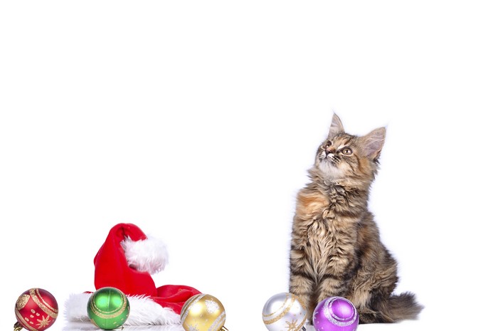 Kitten with Christmas decorations and Santa hat