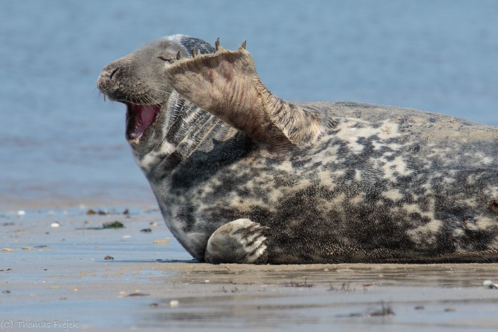 Seal yawning on a beach