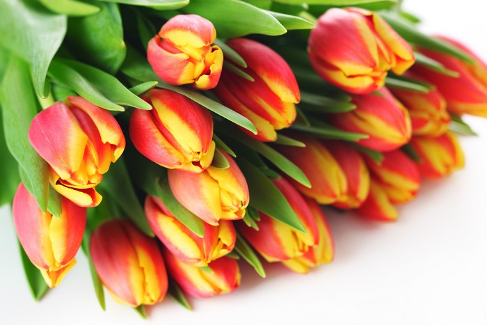 Tulips closeup
