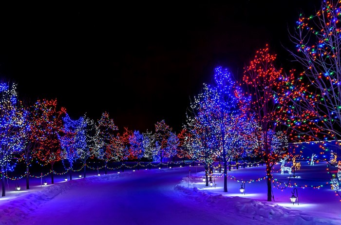 Trees decorated with Christmas lights in the snow at night
