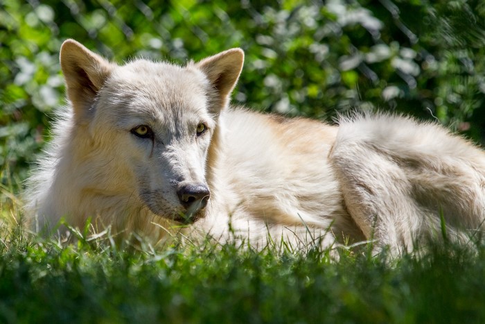 White wolf lying in green grass