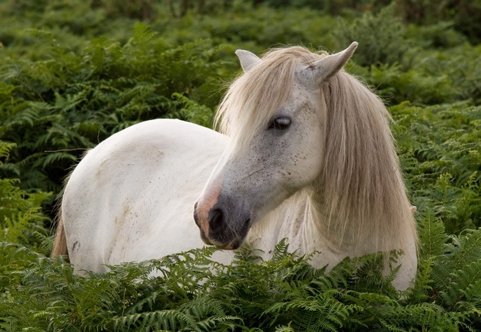 White horse in green ferns
