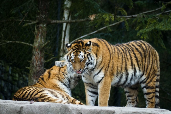 Two Tigers in a Forest