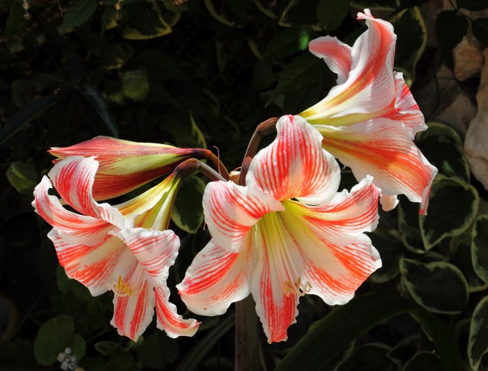 Close-up of striped Amaryllis flowers