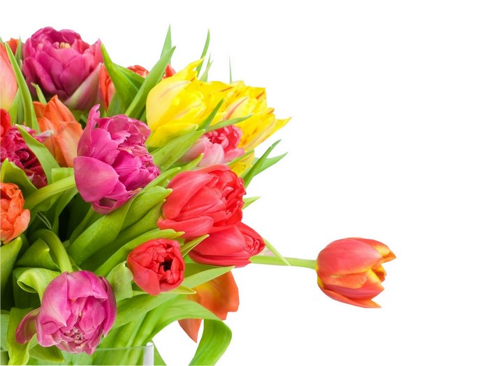 A bouquet of colorful tulips