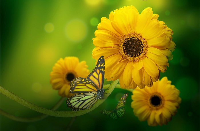 Yellow Gerbera Daisies and Butterflies