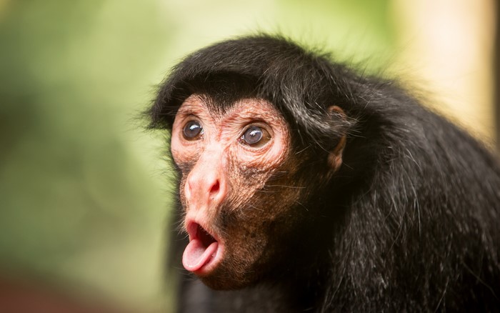 Close-up of a spider monkey with mouth open