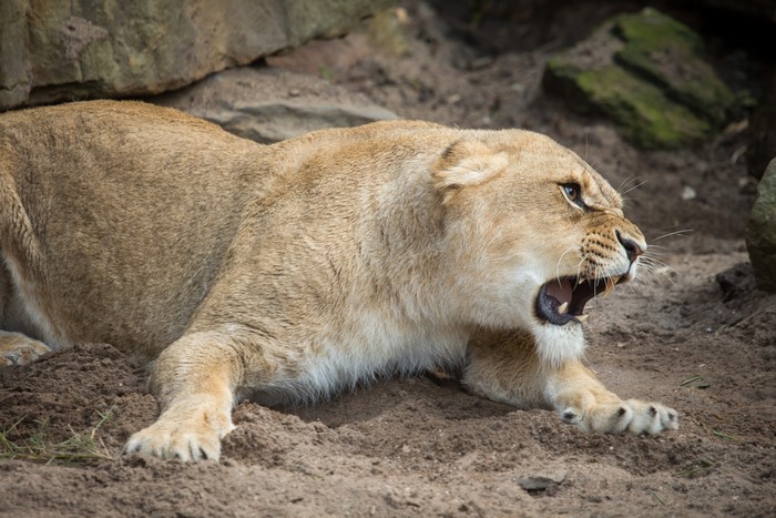Lioness Roaring on Sand