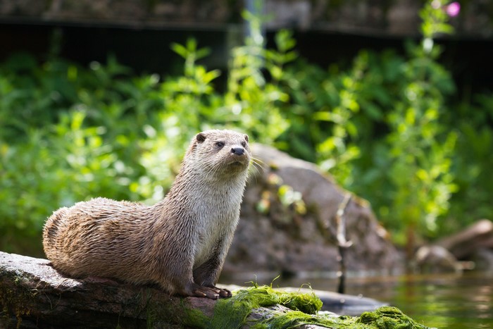 4K Otter on a Log