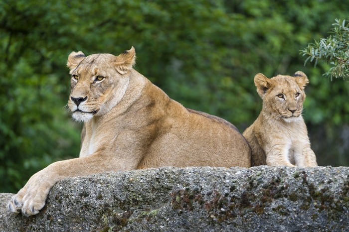 Lioness and cub resting on a rock