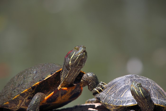 Two red-eared slider turtles on a log