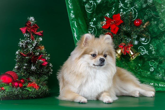 Pomeranian Dog with Christmas Decorations