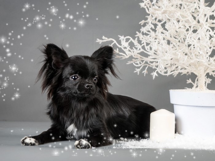 Black long-haired Chihuahua with Christmas decorations