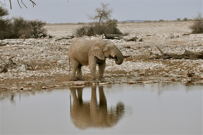 Elephant drinking water at a watering hole