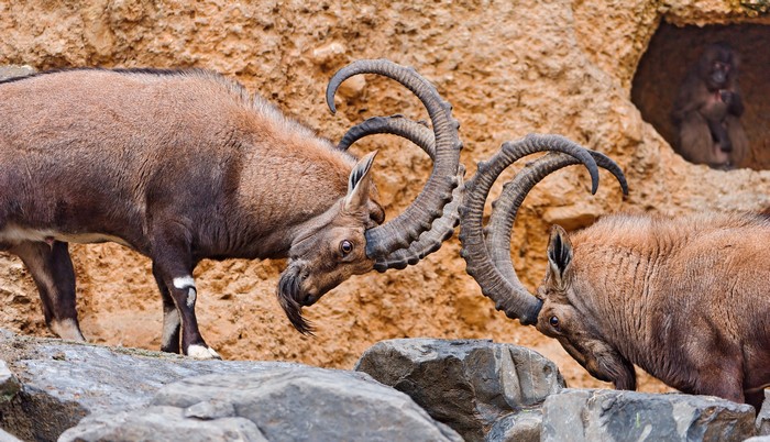 Two Capra ibex with large horns fighting on rocks