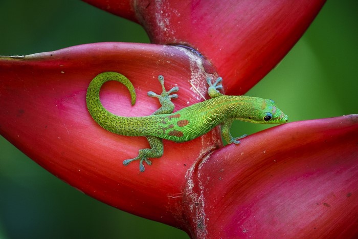 Green Gecko on a Red Flower