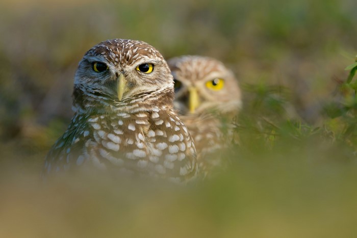 Two Burrowing Owls in grassy field