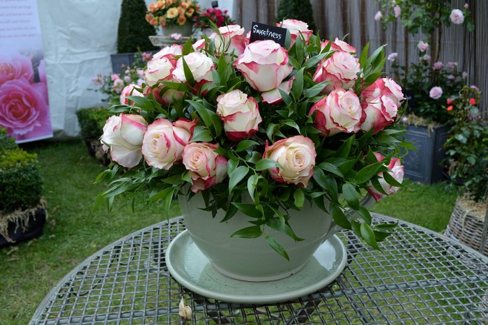Bouquet of Roses with "Sweetness" sign