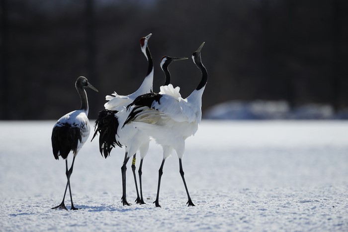 Red-crowned cranes in the snow
