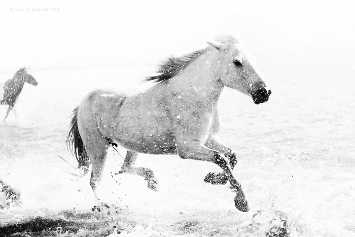 Two horses running through water with splashes