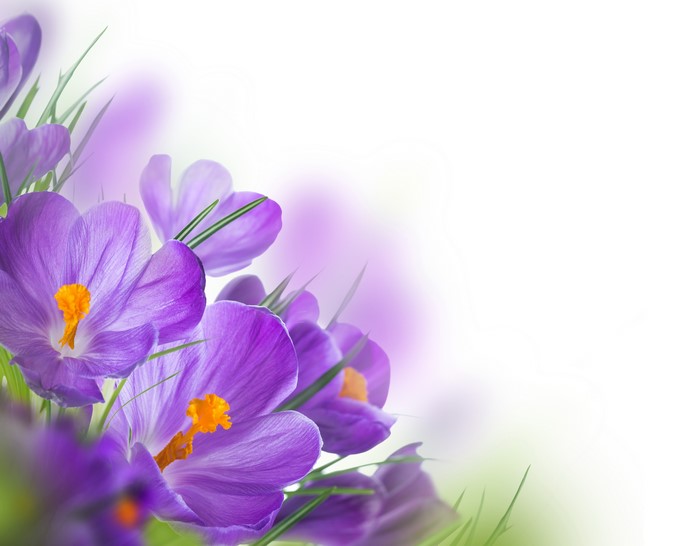 Purple Crocuses with Green Stems