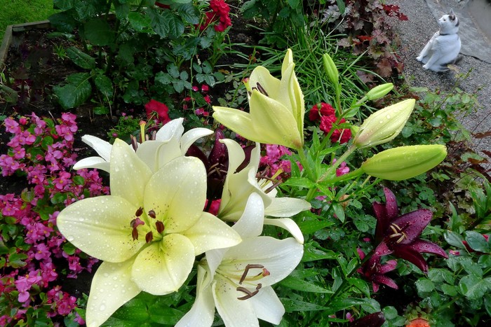 White and yellow lilies with buds in a garden