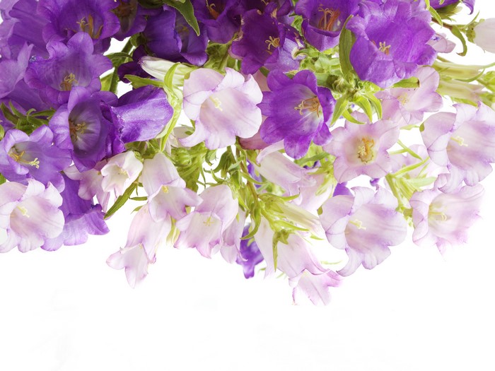 Many purple and pink bellflowers