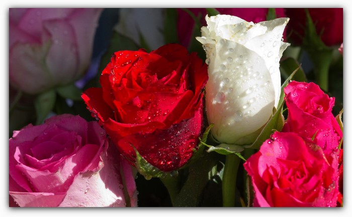 Roses with water droplets