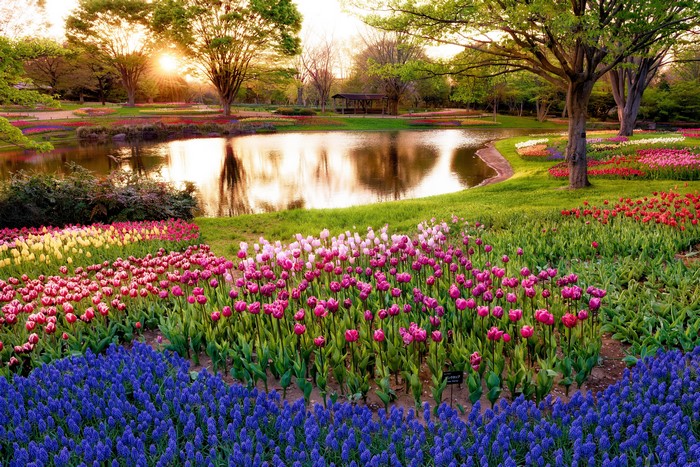 Park with Pond and Tulips in Bloom