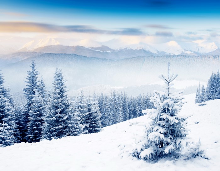 Winter Spruce Forest Scenery