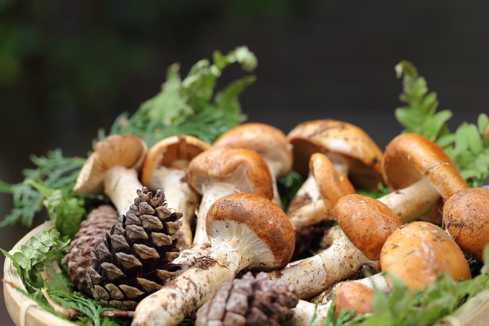 Mushrooms and pine cones in a basket