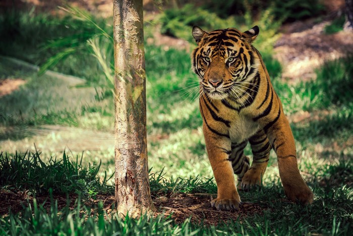 Tiger standing near a tree trunk in a grassy area