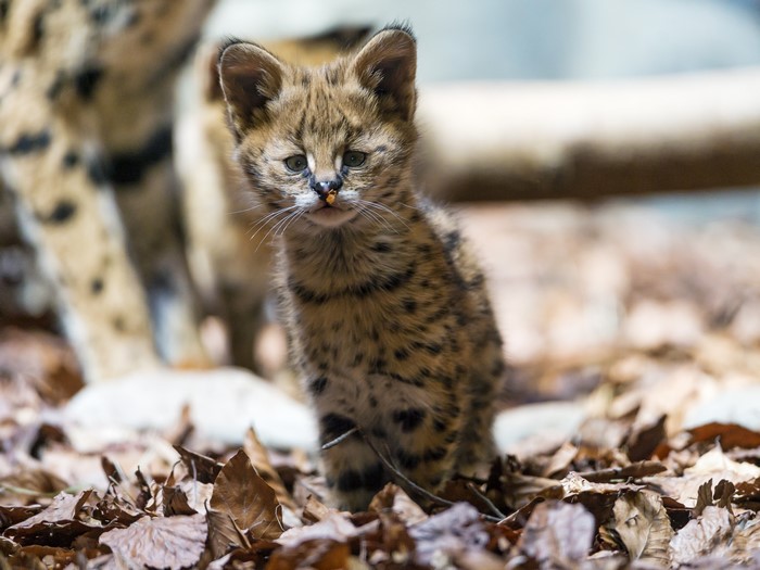 Serval Kitten with Adult Serval