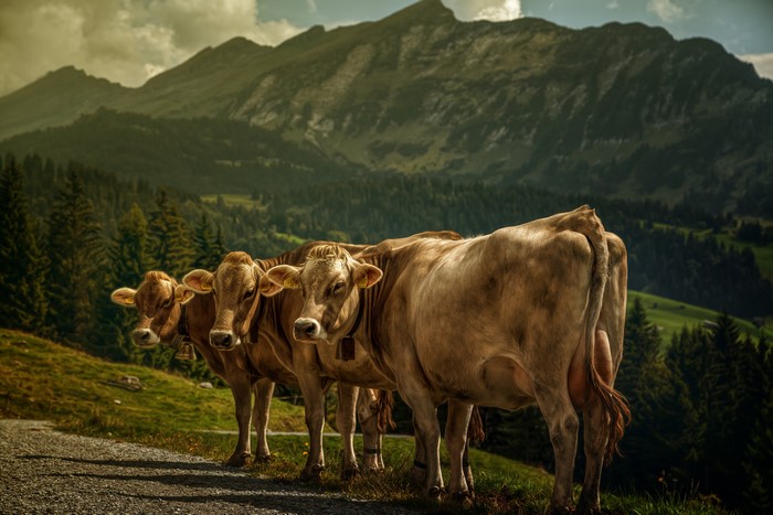 Three cows in a mountain landscape