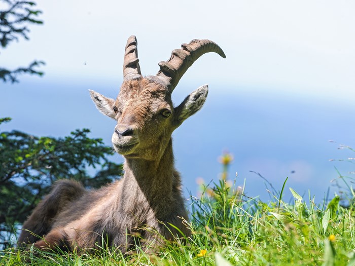 Alpine Ibex resting in grass with mountains in background