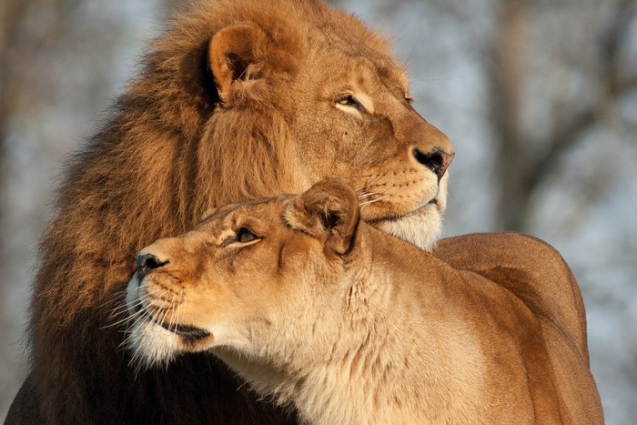 Two lions, a male and a female, in profile