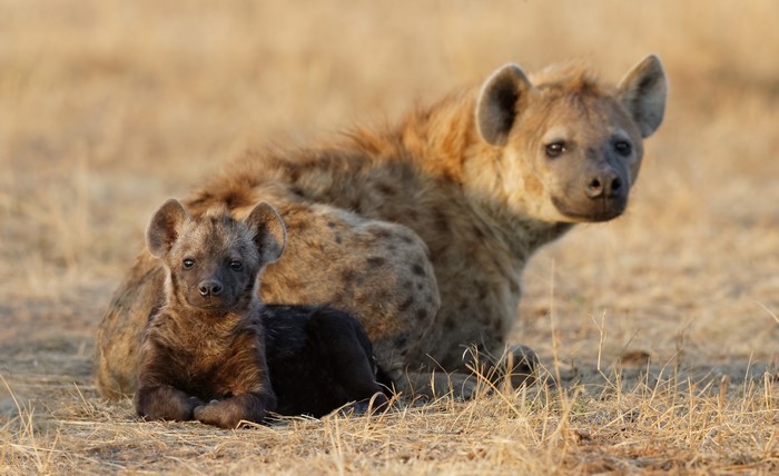 Two Hyenas, One Adult and One Cub, Resting