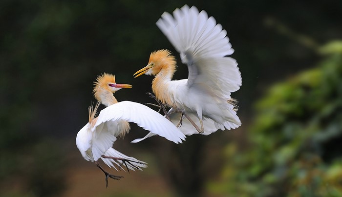 Two Cattle Egrets fighting