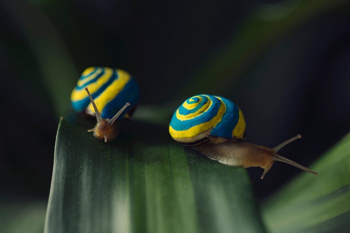 Two snails with painted shells on a leaf