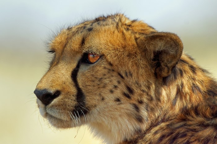Close-up of a cheetah's head and face