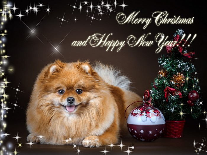 Pomeranian Dog with Christmas Tree and Ornament