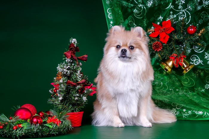 Pomeranian dog with Christmas decorations