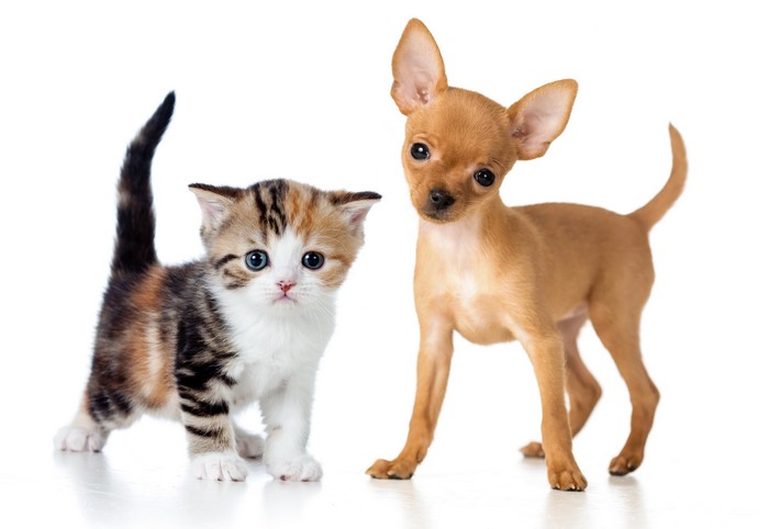 Kitten and Chihuahua Puppy