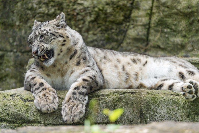 Snow leopard roaring on a rock
