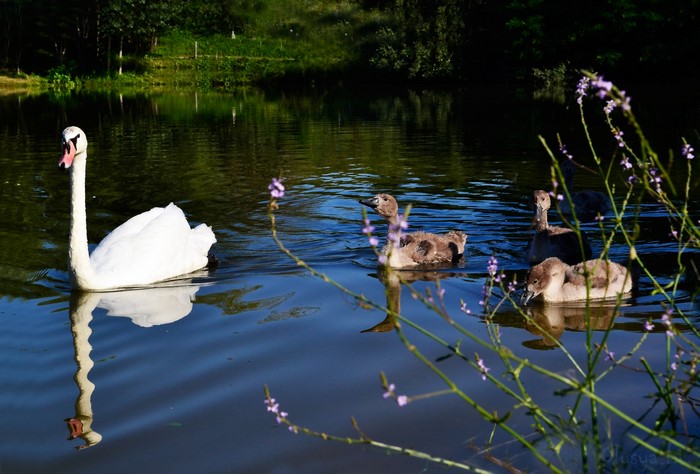 Swan and ducklings swimming in a lake