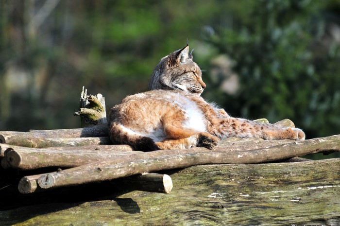 Lynx resting on logs