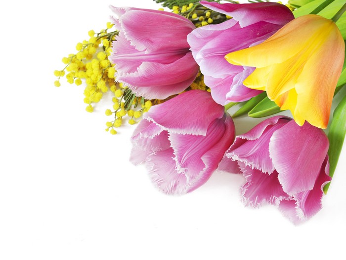 Pink and yellow tulips with mimosa flowers