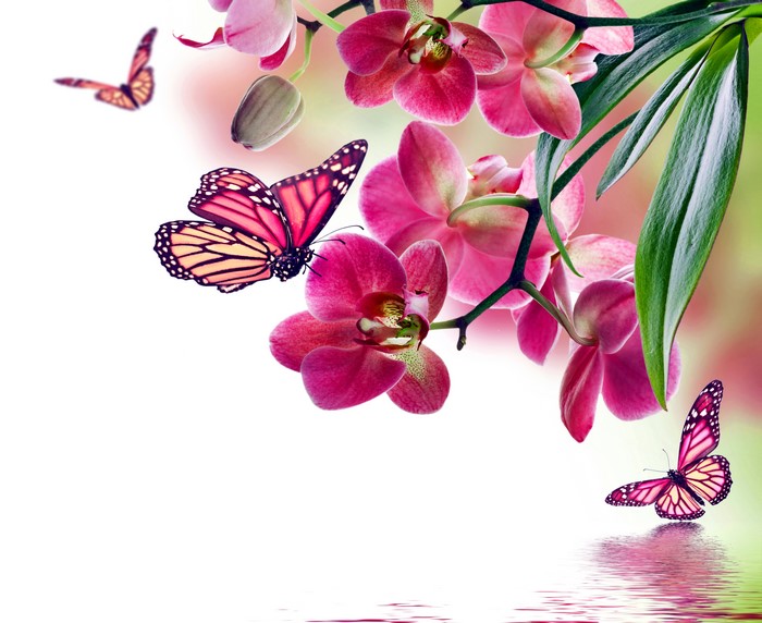 Orchids and Butterflies