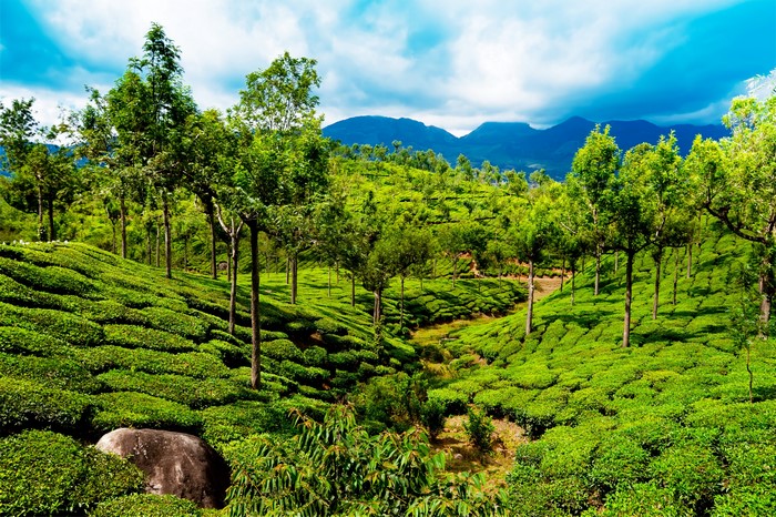 Tea plantations in Kerala, India with mountains