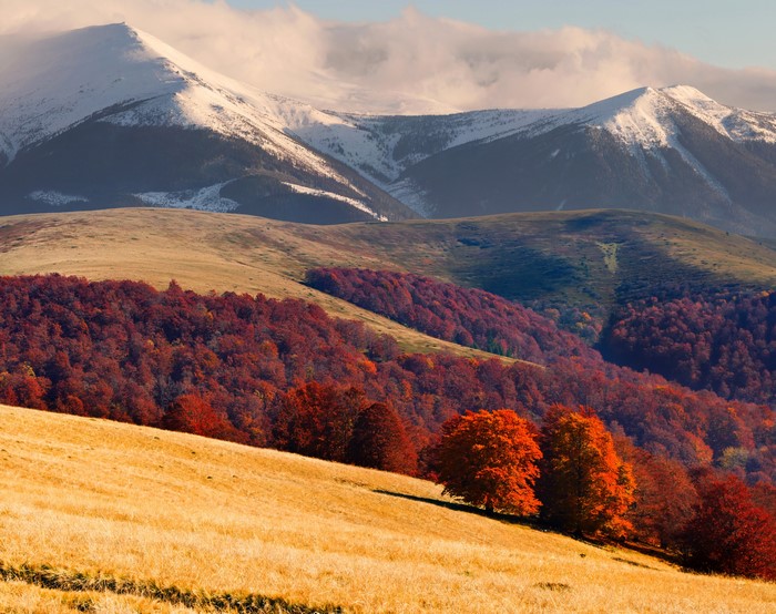 Autumn forest and snow-capped mountains in Ukraine